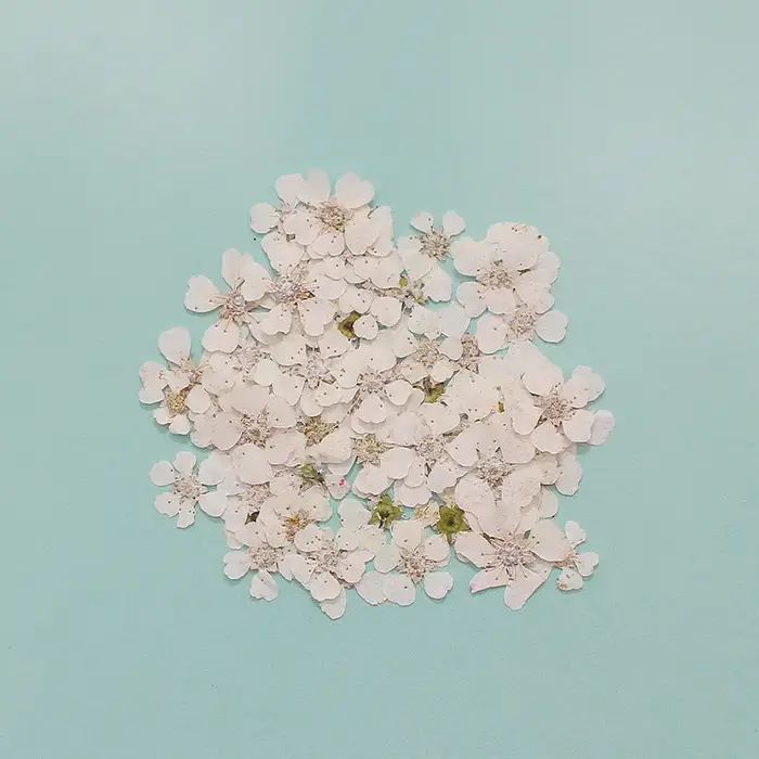 Sorbifolia séché pressé 60 pièces