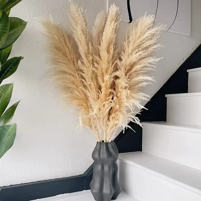 Grande herbe de Pampa moelleuse