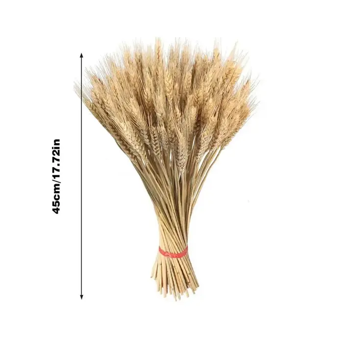 Sunks de blé séché naturel pour la décoration, bouquet de blé, automne, Gand, gerbes séchées, 100 pi