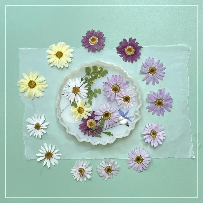 8 pièces, fleurs pressées séchées de marguerite | Marque-page de décoration de visage