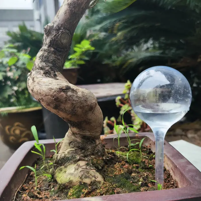1 paquet de globe d'arrosage transparent pour plantes