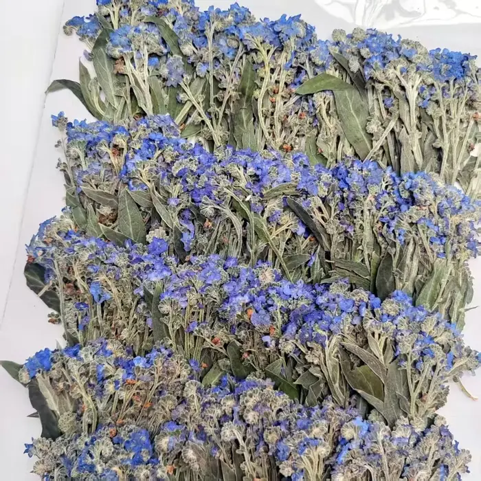 Fleurs séchées naturelles de Myosotis