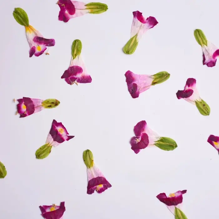12 pièces, fleurs séchées naturelles de Torenia
