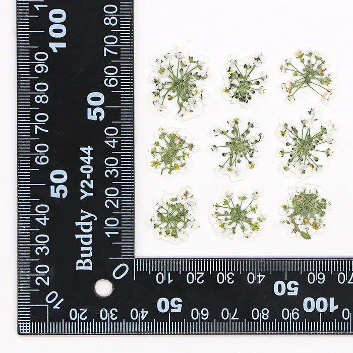 1,5-2,5 cm/12 pièces, Têtes de fleurs de boule de neige pressées naturelles, pour DIY floral authent