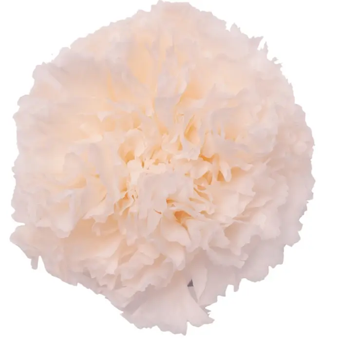 Fleur fraîche d'oeillet longue durée