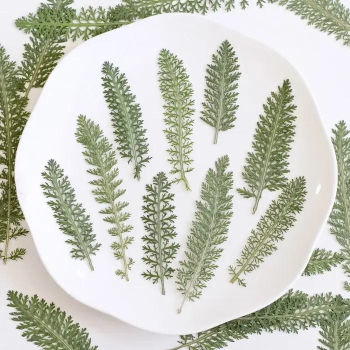 24 pièces, Feuilles de fleurs de curry pressées et séchées