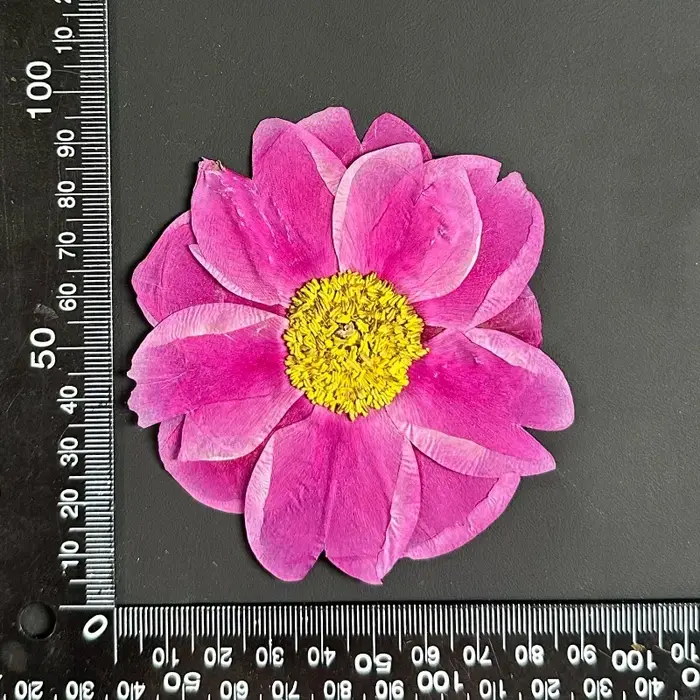 1 pièce, 8-10 cm, Fleurs de pivoine naturelles séchées pressées, Pétales de plantes véritables pour 