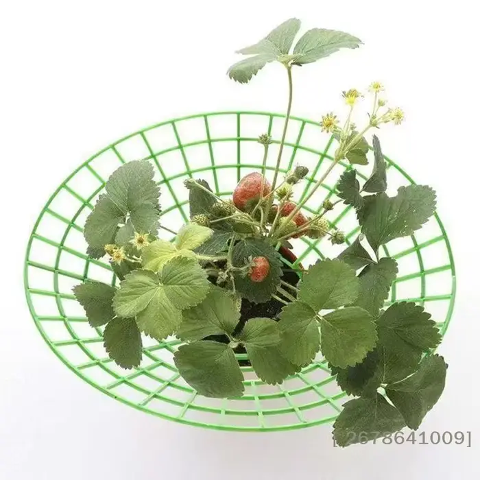 ⚑ Support pour plantes de fraises avec pieds