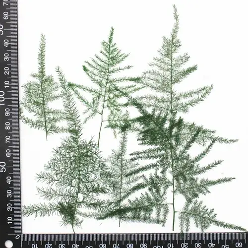 4-5 cm/12 pièces, feuilles pressées d'asperges naturelles, cadre photo de plante réelle, étui de tél