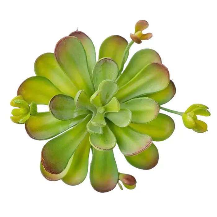 Plante succulente artificielle réaliste au toucher authentique