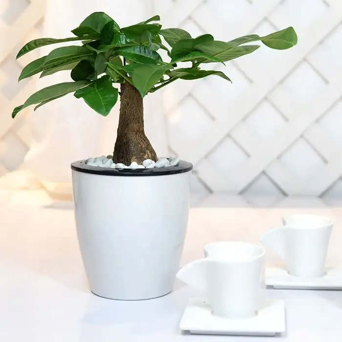 Pot de fleurs en plastique automatique pour la décoration de bureau