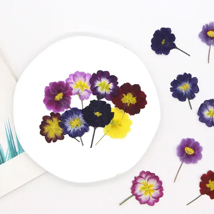 48 pièces de fleurs séchées de primrose européenne