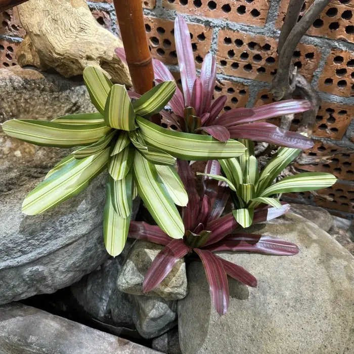 Bromeliad artificiel en pot