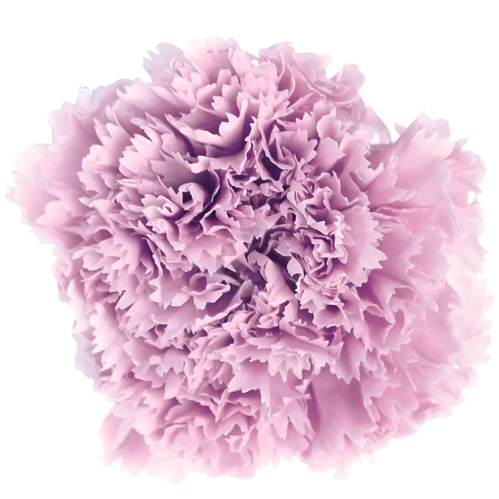 Fleur fraîche d'oeillet longue durée, fleur naturelle, cadeau pour la fête des mères des enseignants