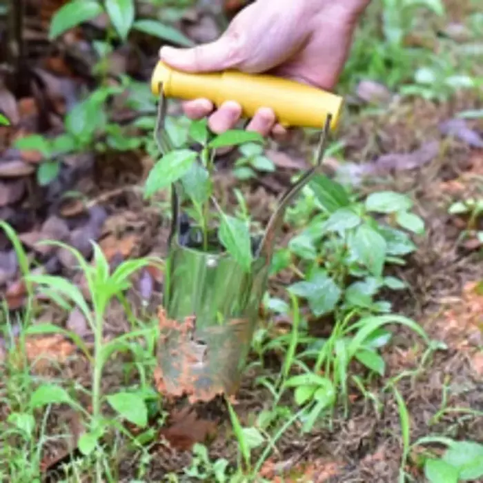 Transplanteur de semis 2026 pour légumes et fleurs