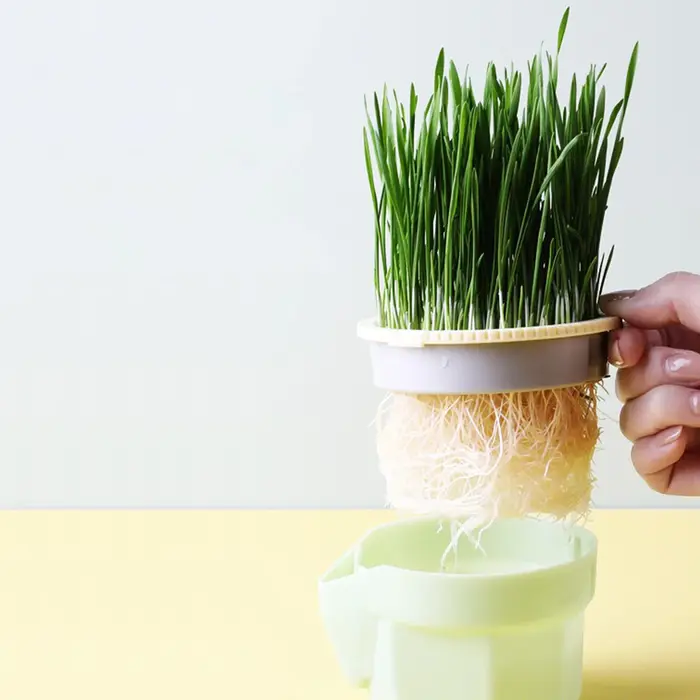 Tasse de plantation d'herbe de chat hiérarchique
