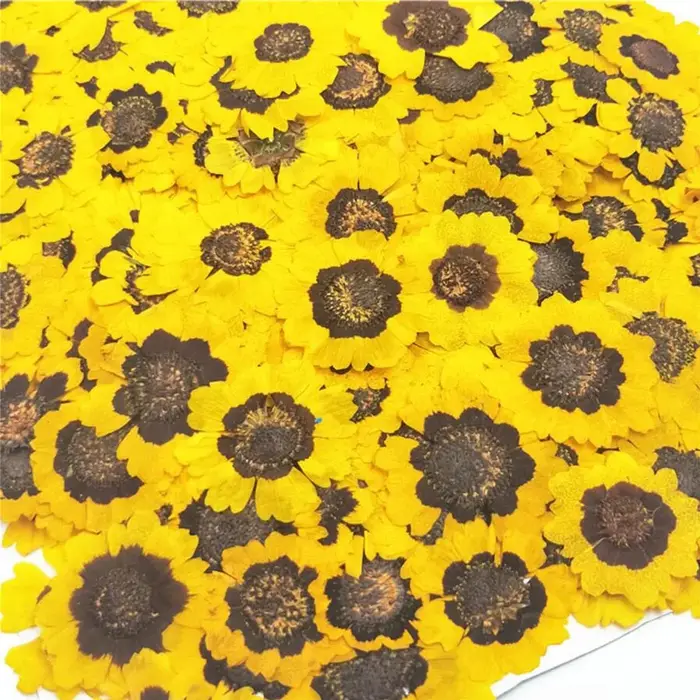 Fleurs séchées PMurcia Coreopsis Tinctoria