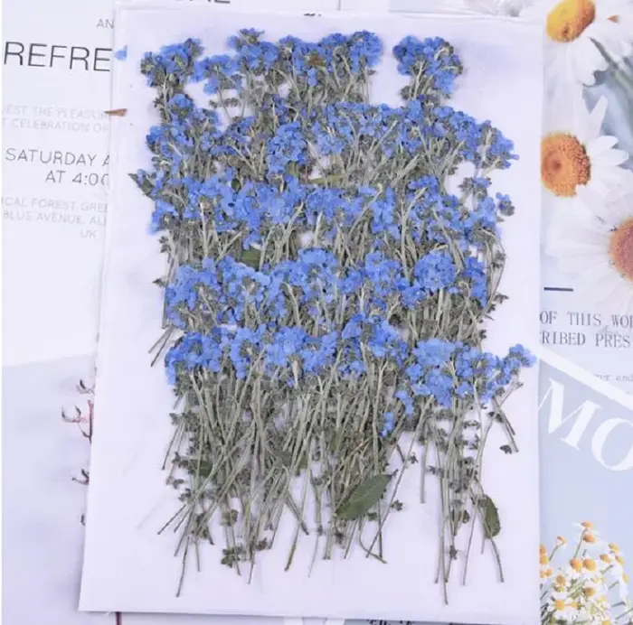 1 ensemble de fleurs de myosotis pressées
