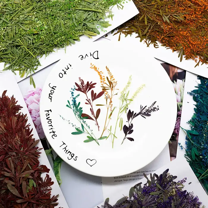 24 pièces, Fleurs de Mélilot Naturelles Pressées