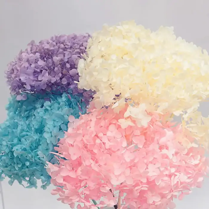 Têtes de fleurs d'hortensia séchées naturelles