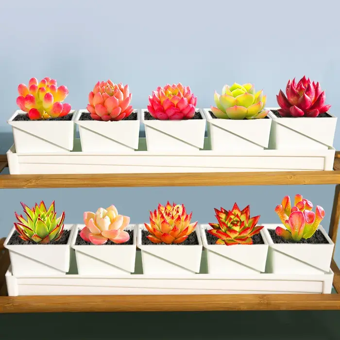 Pots à succulentes respirants avec élagage à l'air