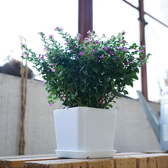 Pot de fleur polygonal minimaliste blanc avec plateau