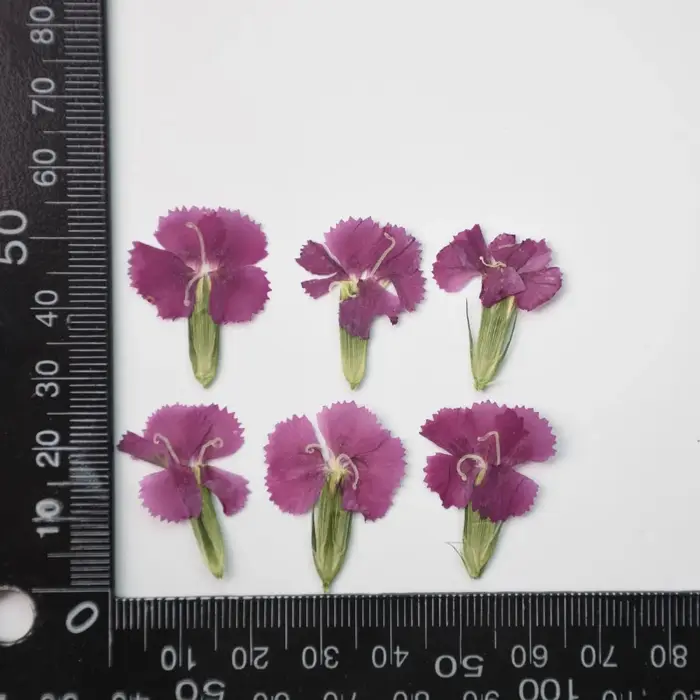 24 pièces/2-3CM, œillet naturel fleur séchée en relief acacia prune vraie fleur cadre Photo décorati