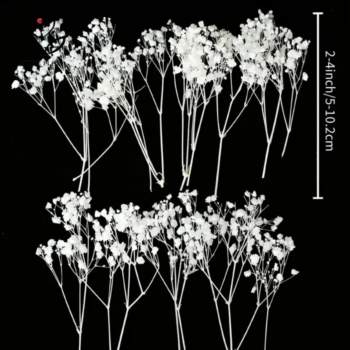 Lot de 50 mini-bouquets de fleurs séchées Gypsophile blanches