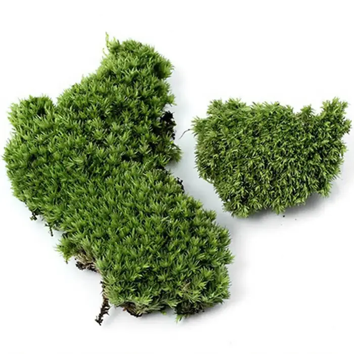 Plante verte artificielle en mousse d'ange