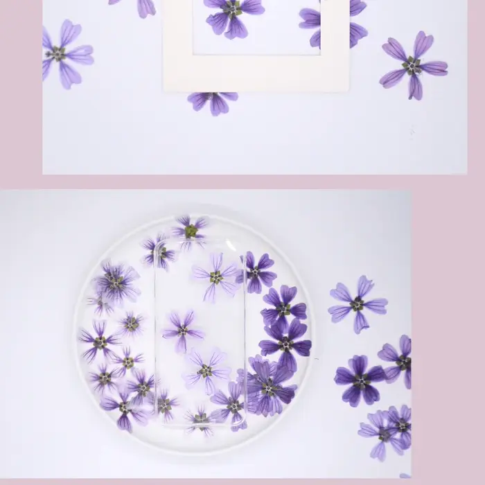 Pétale de Fleur de Mauve Murcia