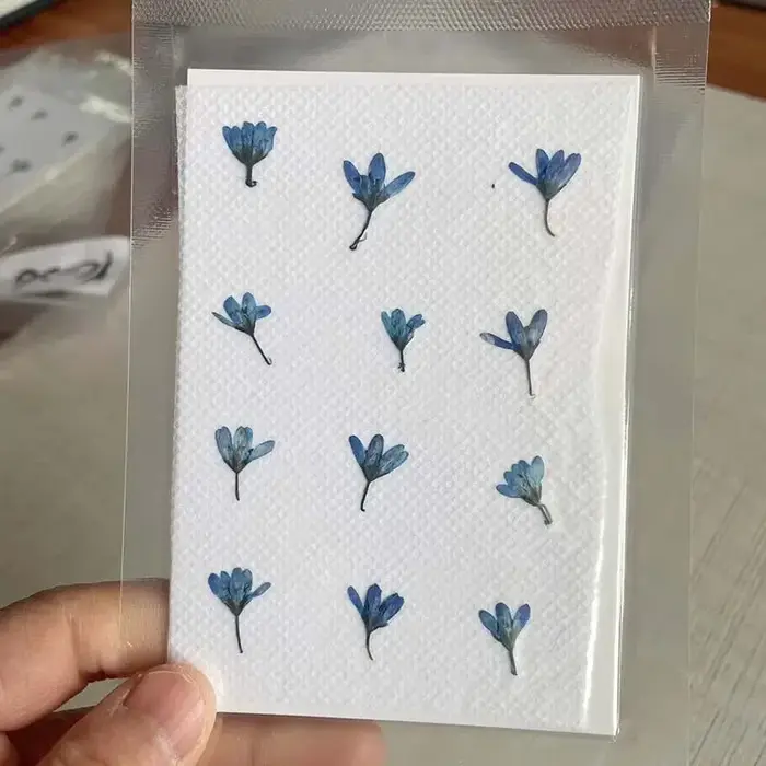 1 ~ 2CM/fleurs Speedwell pressées séchées naturelles réelles décoratives, petite presse sèche Chlori
