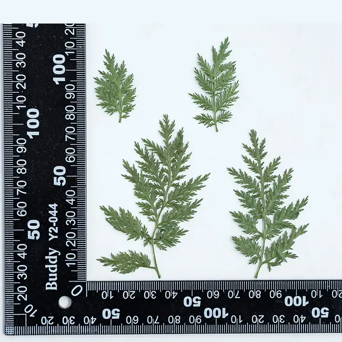 Feuilles naturelles séchées et pressées, 4 ~ 6 cm/24 pièces, branche d'artémisia annua, feuilles ver