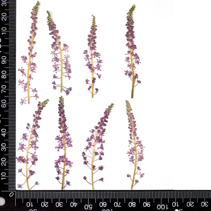Fleur de Jujube en coton sauvage naturel, 24 pièces, fleurs pressées, plante sèche, colle goutte à g