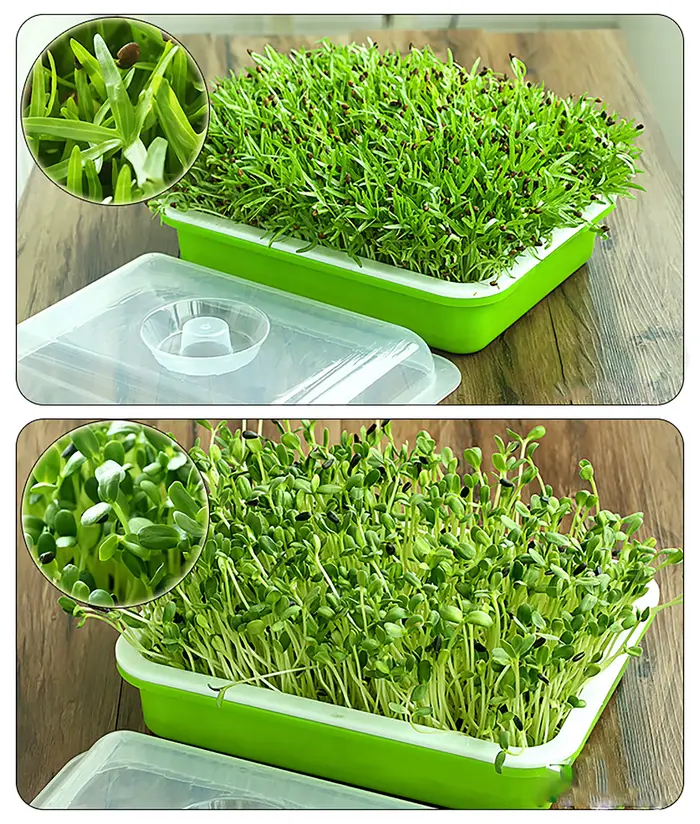 1 ensemble plat de germination Pot de culture hydroponique semis de légumes haricots Pot
