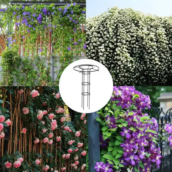 Cadre d'escalade de plantes en métal