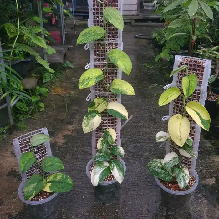 Support de plante verte en plastique