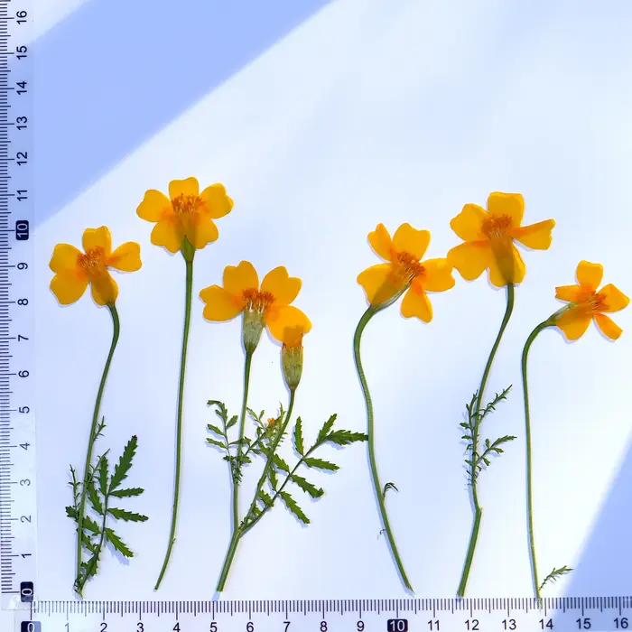 12 pièces, fleurs de souci séchées pressées jaunes et de Zinnia avec tiges-fournitures artisanales de bricolage pour