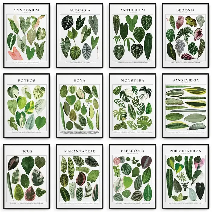 Affiche d'identification de plantes de maison
