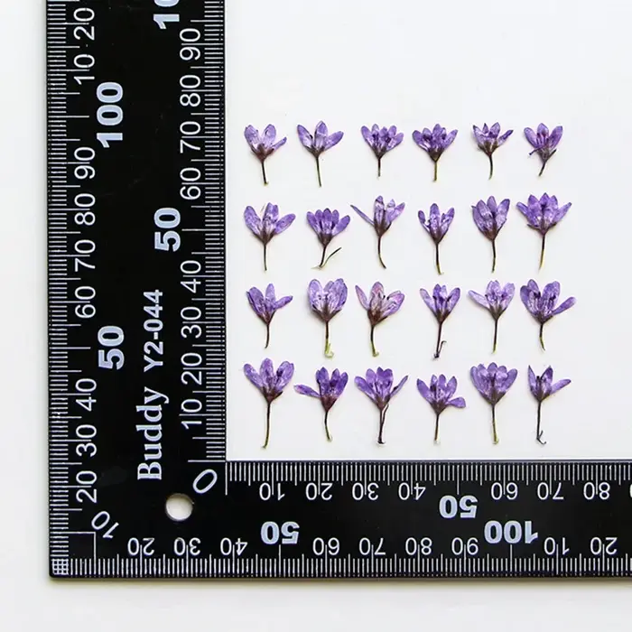 Lot de 12 mini-fleurs séchées de Pennisetum pressées de 1-2 cm pour la fabrication de marque-pages DIY