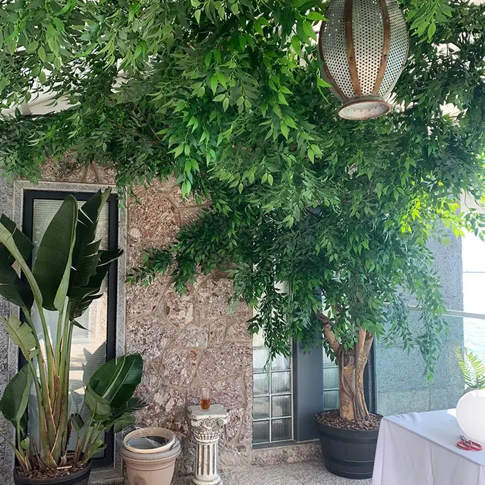 Plantes artificielles italiennes Ruscus
