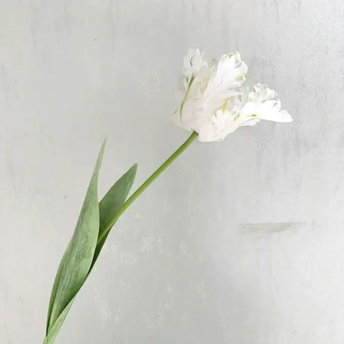 Tulipe artificielle de 60 cm, fleur en pleine floraison, texture réaliste, couleurs dégradées, fauss