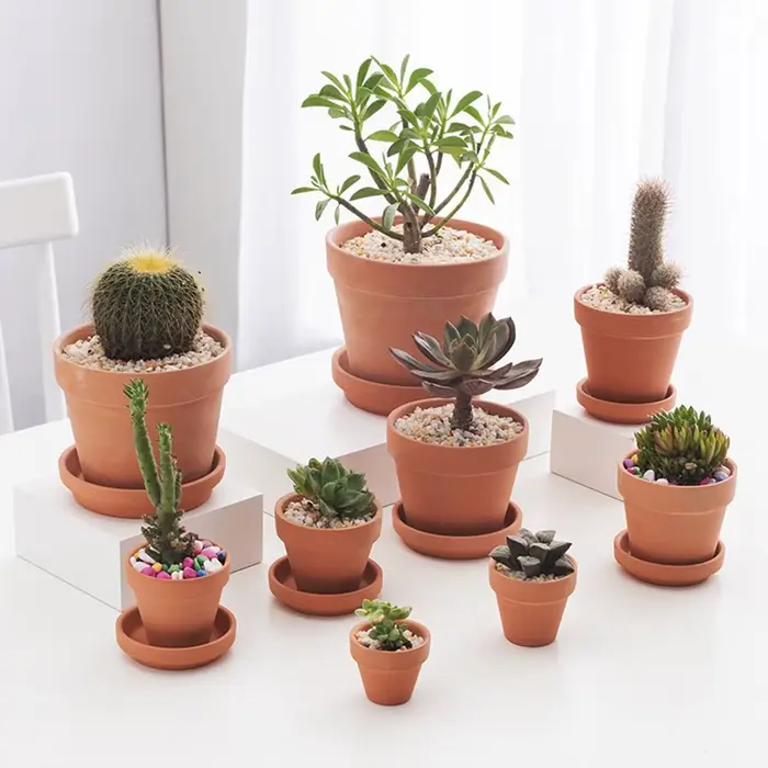 Pot de fleurs succulentes