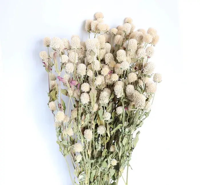 Bouquet de fleurs séchées d'amarante, environ 100g, Gomphrena, rose, violet, beige, décoration pour 