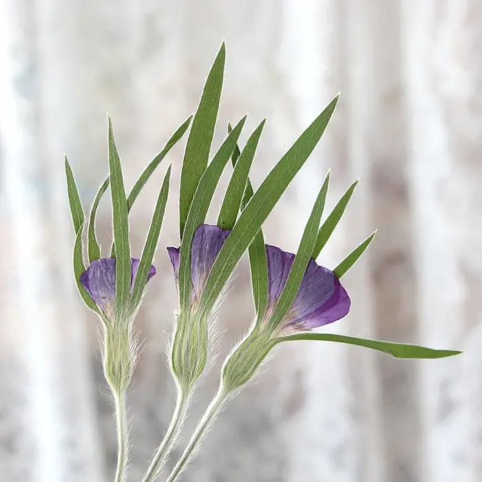 12 pièces, fleurs séchées naturelles d'Agrostemma Githigo pressées