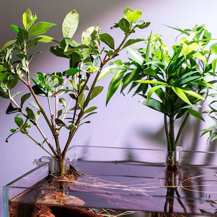 Support de Plantes d'Aquarium 6 Pièces