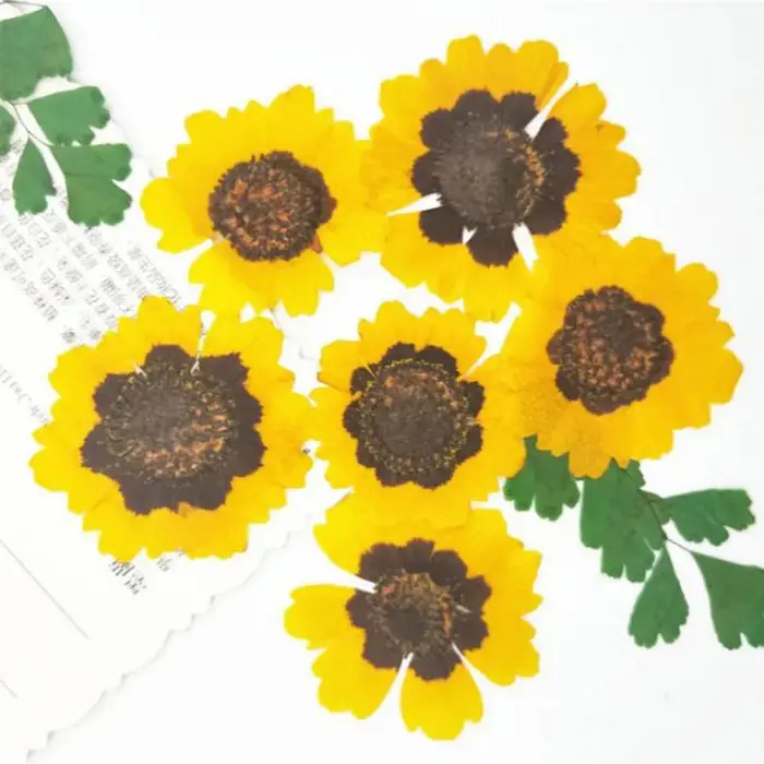 Fleurs séchées PMurcia Coreopsis Tinctoria