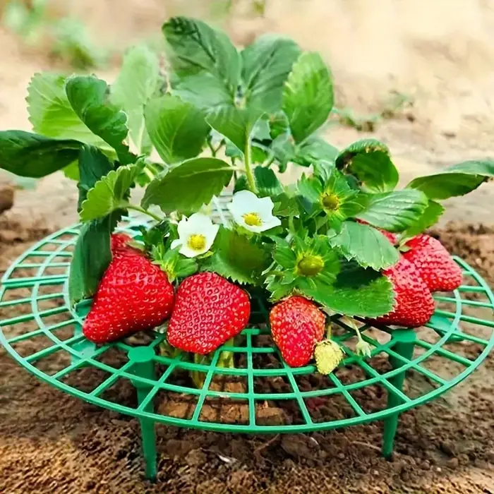 Support de plantation robuste pour fraises et pastèques (20/50 pièces) - Cadre