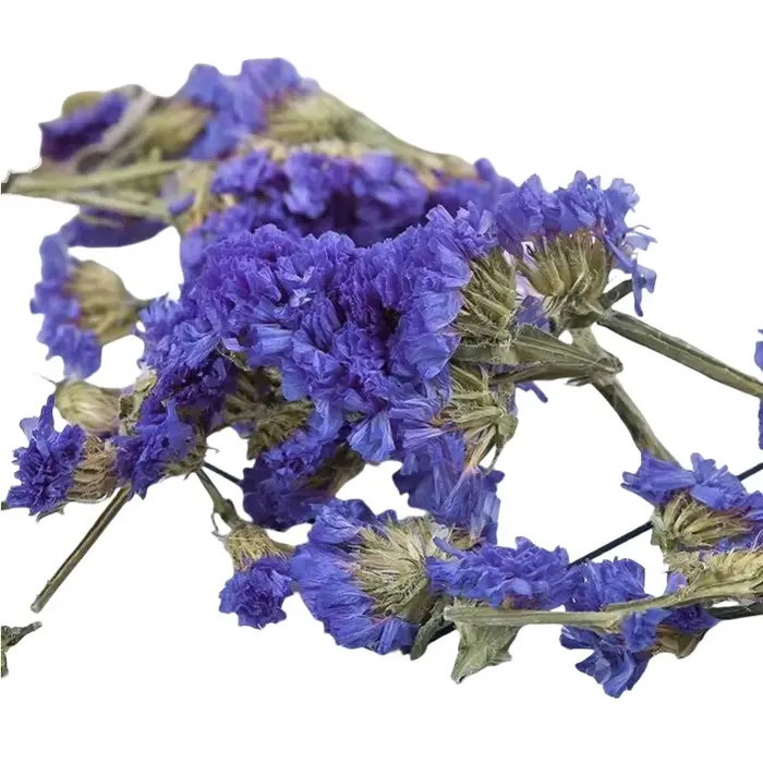 Myosotis bleu de haute qualité