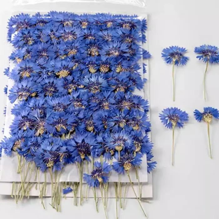 12 pièces, Branches de bleuet séchées
