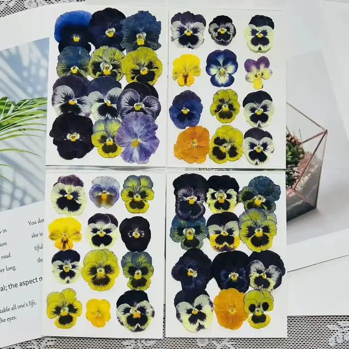 Fleurs séchées pressées pour l'art en résine, spécimens de vraies fleurs pour bricolage, marque-page
